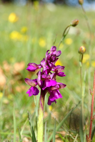 Simbruini:Un mare di orchidee